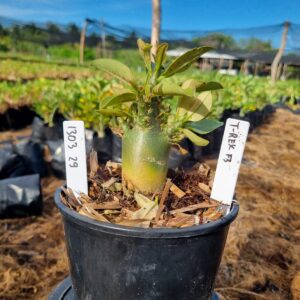 1303 29 Arabicum T-Rex F3