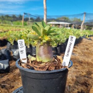 1303 30 Arabicum Red Poseidon f3