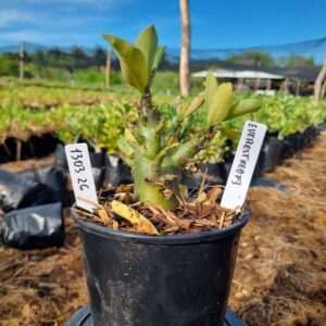 1303 20 Arabicum Everest F3