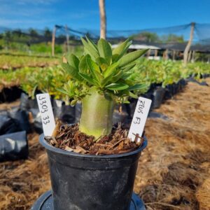 1303 33 Arabicum Zeus f3