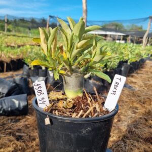 1303 34 Arabicum T Rex F3