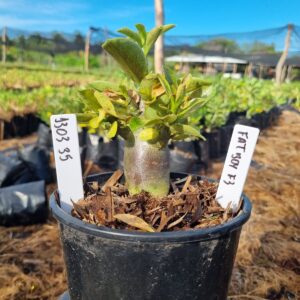 1303 35 Arabicum Fat boy F3