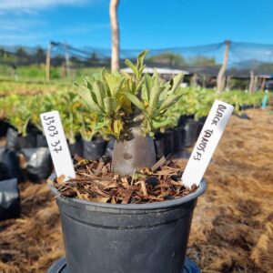 1303 37 Arabicum Tanos f3