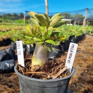 1303 38 Arabicum Red Megatron f3