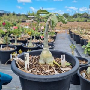 1603 05 Baobá Baby Nolan