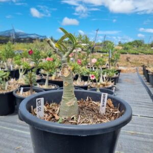 1603 02 Baobá Baby Diferente