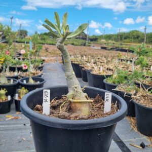 1603 05 Baobá Baby Lilac