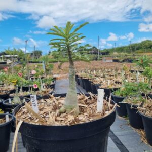 1603 07 Baobá Baby Glamour