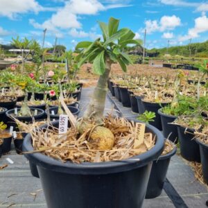 1603 09 Baobá Baby Paradisse