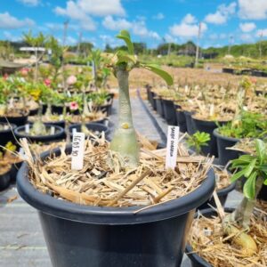 1603 10 Baobá Baby Barbie Dobrada