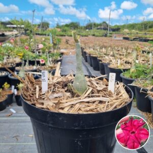 1603 11 Baobá Baby Ayla