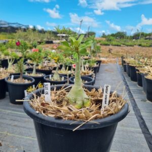 1603 08 Baobá Baby Barbie Dobrada