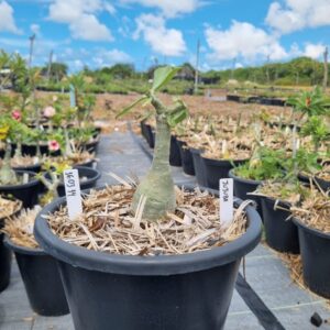 1603 14 Baobá Baby Juju