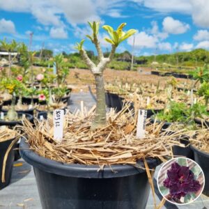 1603 12 Baobá Baby Ceu Estrelado Variegata