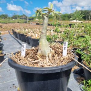 1603 19 Baobá Baby Mah Biee