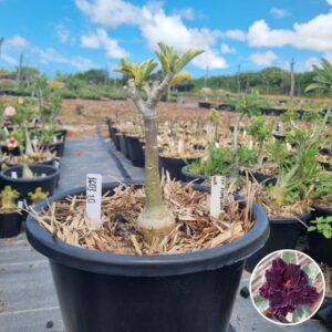 1603 20 Baobá Baby Ceu Estrelado Variegata