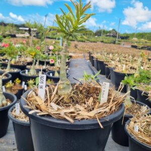 1603 38 Baobá Baby ReI Davi