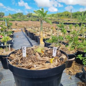 1603 22 Baobá Baby Paradise