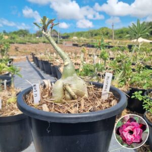 1603 25 Baobá Baby Mustang