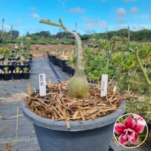 1603 26 Baobá Baby Stella