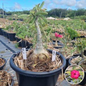 1603 02 Baobá Baby Apple