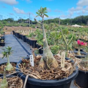 1603 36 Baobá Baby Amor de Mãe