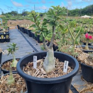 1603 29 Baobá Baby Maria Flor