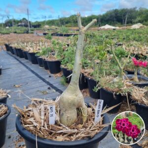 1603 35 Baobá Baby Drunken Beauty