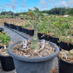 1603 36 Baobá Baby Cn 20