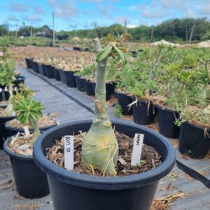 1603 37 Baobá Baby Akachi