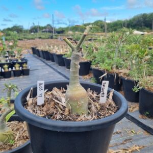 1603 43 Baobá Baby Pineapple