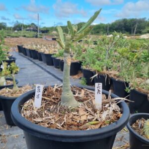 1603 40 Baobá Baby Lilac