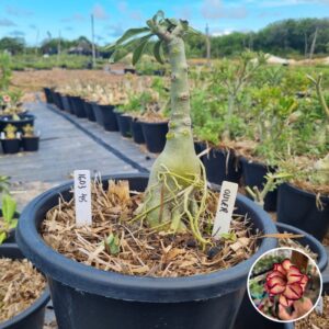 1603 45 Baobá Baby Olive