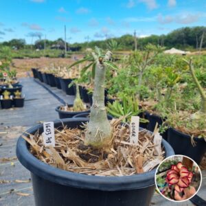 1603 48 Baobá Baby Olive