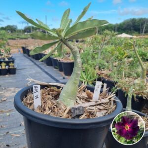 1603 49 Baobá Baby Lm5