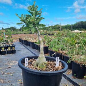 1603 50 Baobá Baby Maria Flor