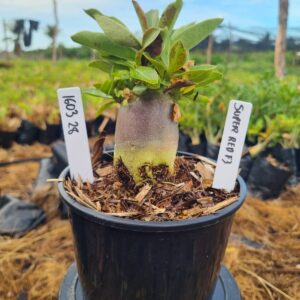 1603 26 Arabicum Super Red f3