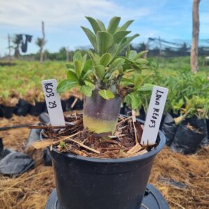 1603 29 Arabicum Lava Red F3