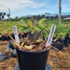 1603 30 Arabicum HightowerRed f3