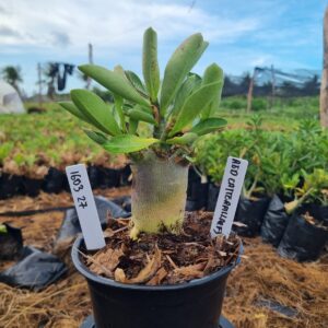 1603 02 Arabicum Red Caterpillar F3