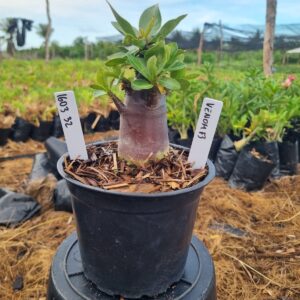 1603 32 Arabicum Venom F3