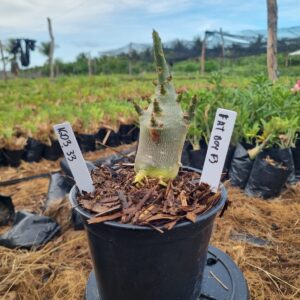 1603 33 Arabicum Fat boy F3