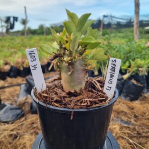 1603 34 Arabicum Spartacus F3