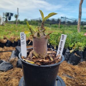 1603 31 Arabicum Red Poseidon f3