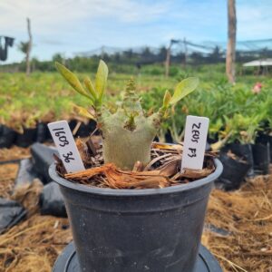 1603 36 Arabicum Zeus f3