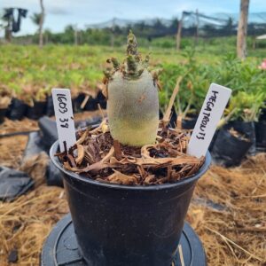 1603 38 Arabicum Red Megatron f3