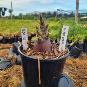 1603 35 Arabicum Super Red F3