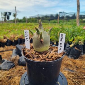 1603 40 Arabicum Everest F3