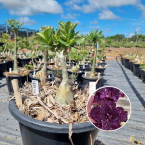 1703 03 Baobá Baby Céu Estrelado