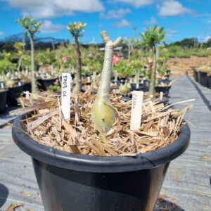 1703 02 Baobá Baby Cicera